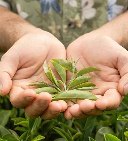 tea - row - #2